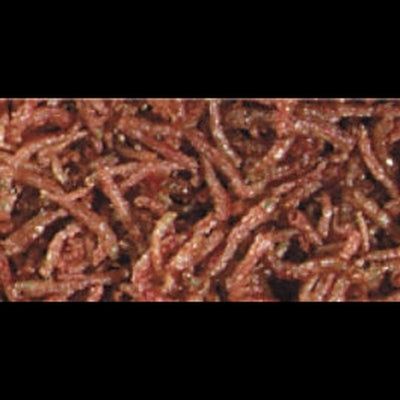 Hikari Bloodworms Freeze Dried Food - Aquatic Connect