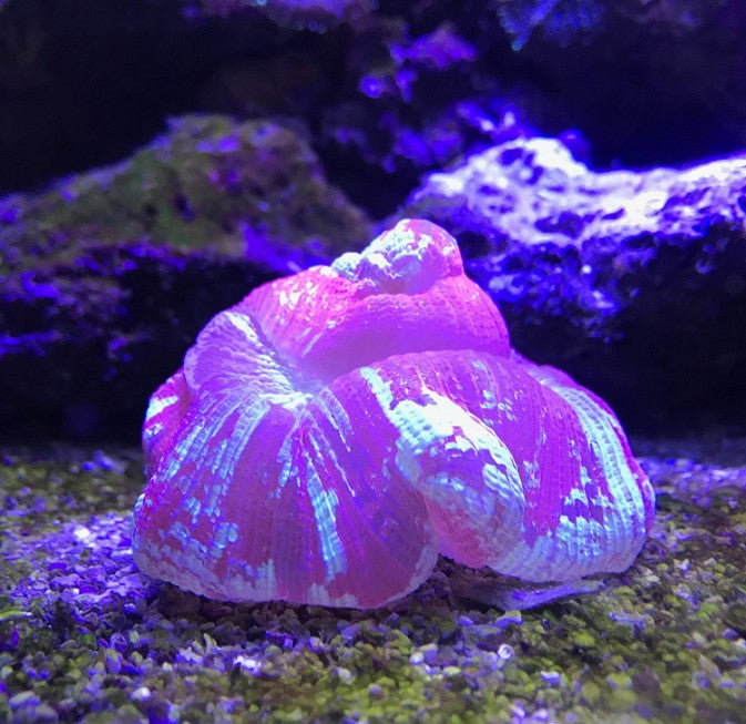 Seachem Reef Plus - Aquatic Connect