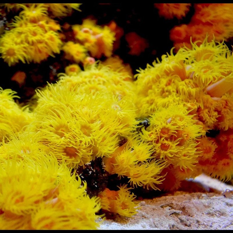 Seachem Reef Iodide - Aquatic Connect