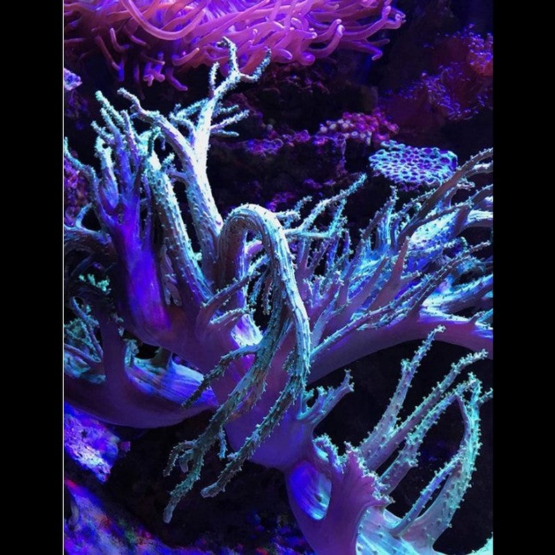 Seachem Reef Fusion 2 - Aquatic Connect